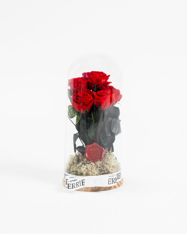 vörös rózsa üvegbúrában