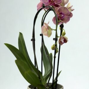 Íves Harlequin Lepkeorchidea (Lila / Fehér)