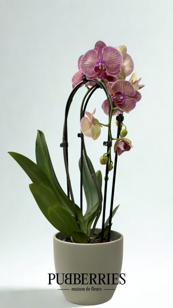 Íves Harlequin Lepkeorchidea (Lila / Fehér)