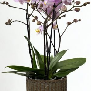 Többszárú nagy lepkeorchidea (Lila)