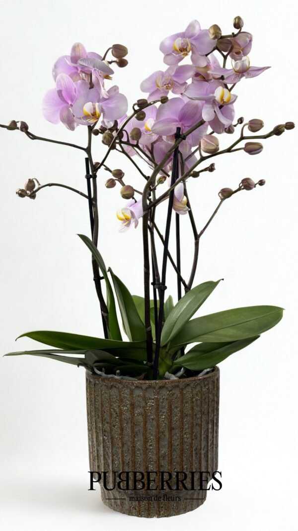 Többszárú nagy lepkeorchidea (Lila)