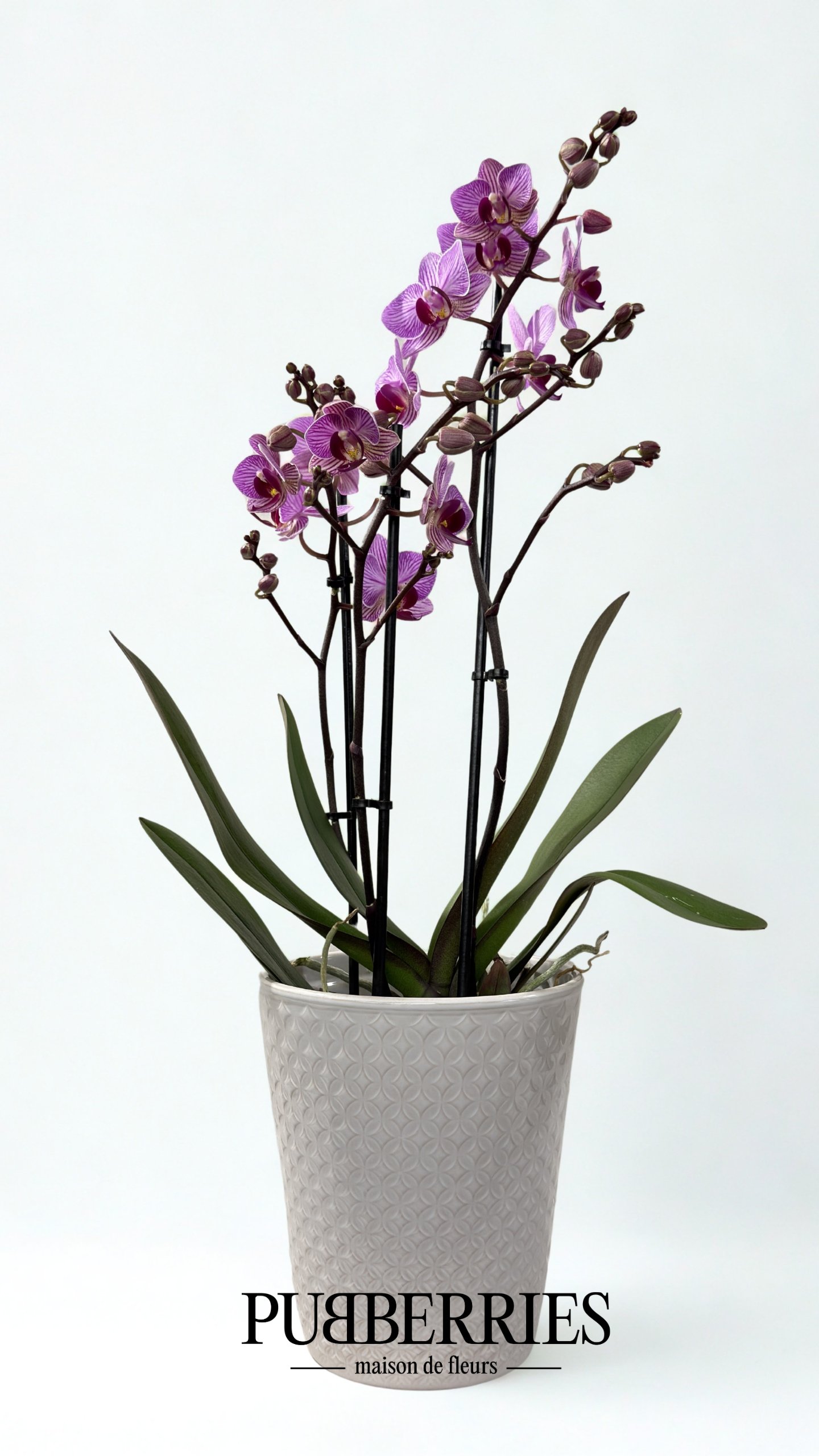 Lepkeorchidea (Lila)
