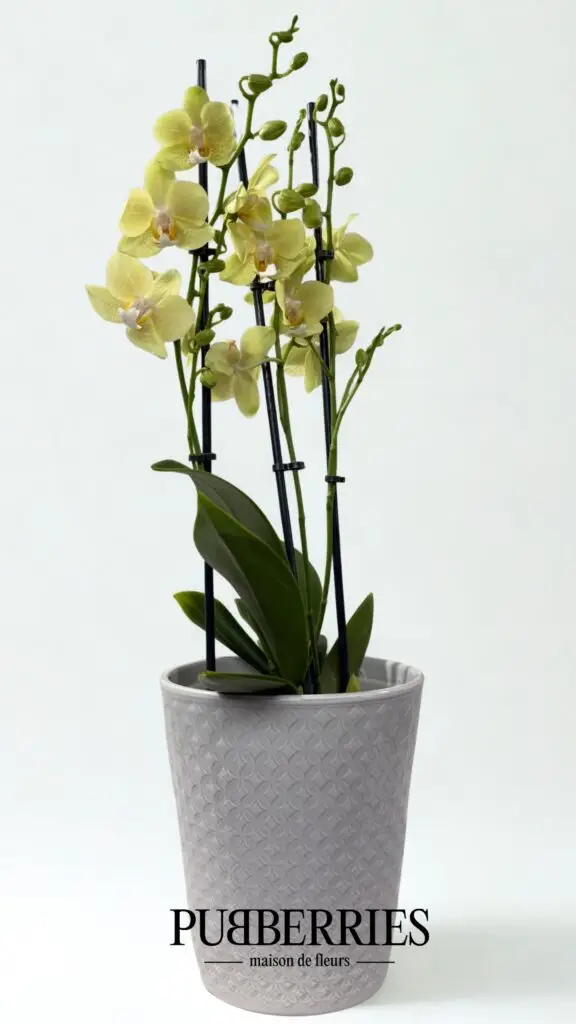 lepke orchidea sarga
