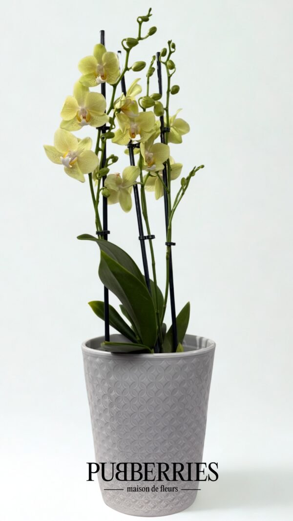 Lepkeorchidea (Sárga)