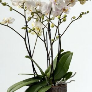 Többszárú nagy lepkeorchidea (Fehér)