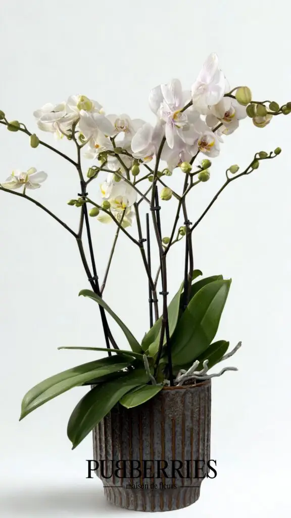 Többszárú nagy lepkeorchidea (Fehér)