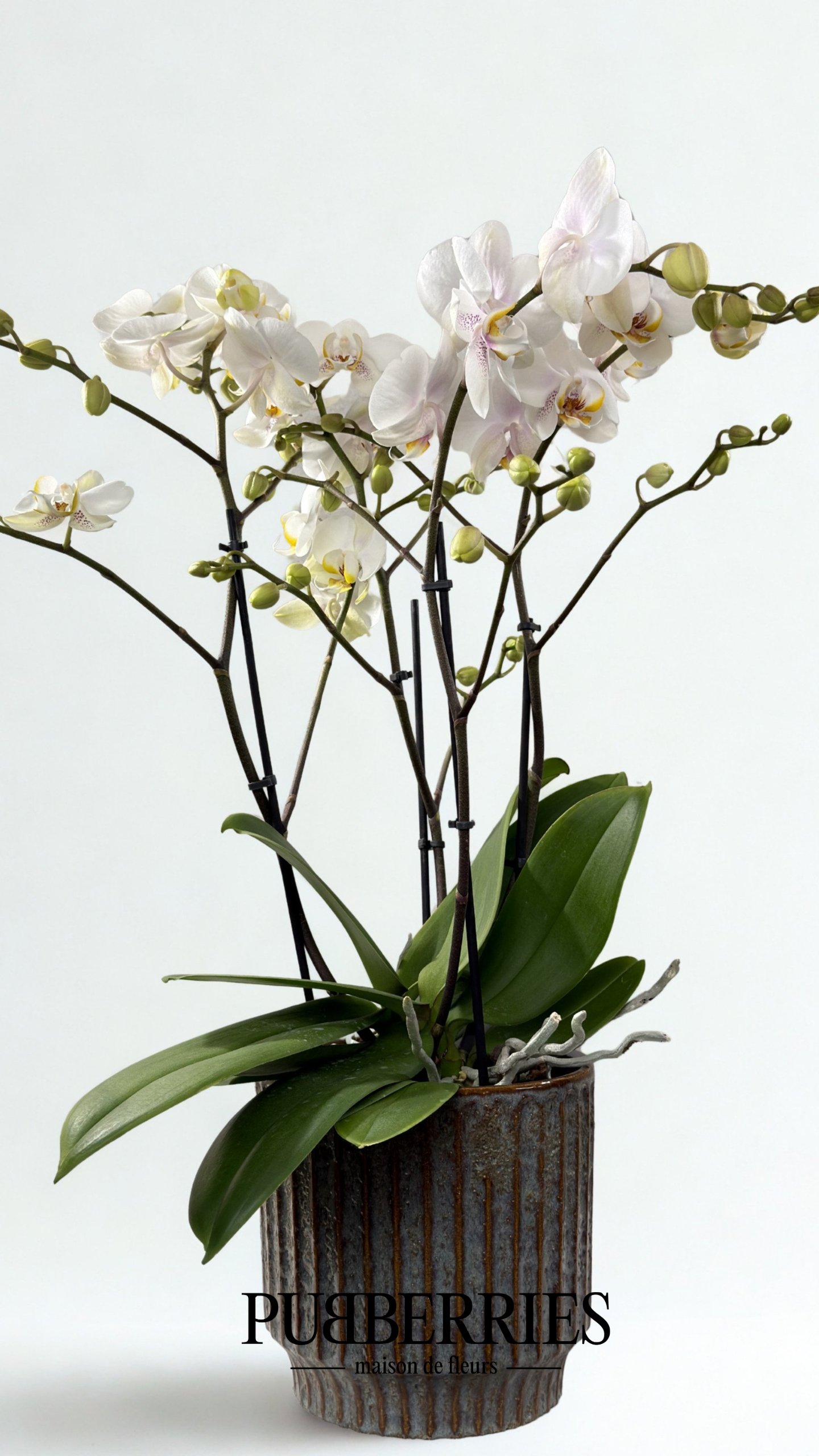 Többszárú nagy lepkeorchidea (Fehér)