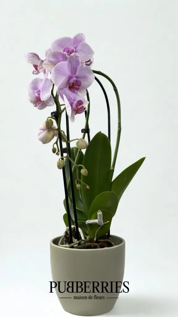 Lepke Orchidea Lila
