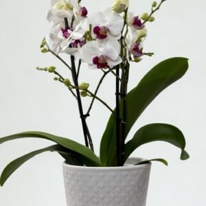Lepkeorchidea (fehér)