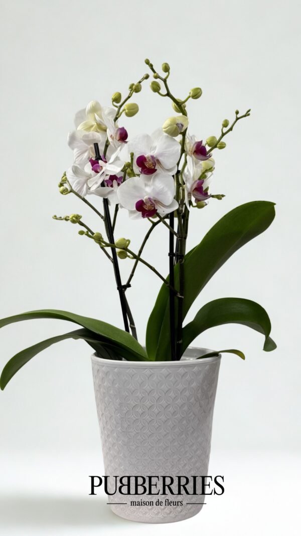 Lepkeorchidea (fehér)