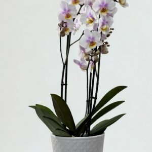 Lepkeorchidea (fehér / lila)