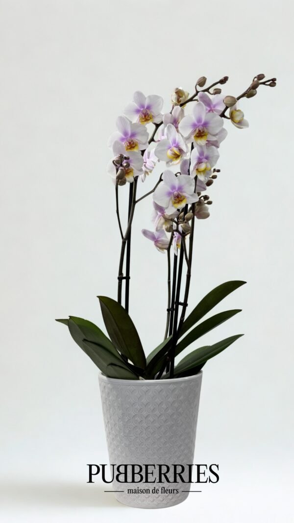Lepkeorchidea (fehér / lila)