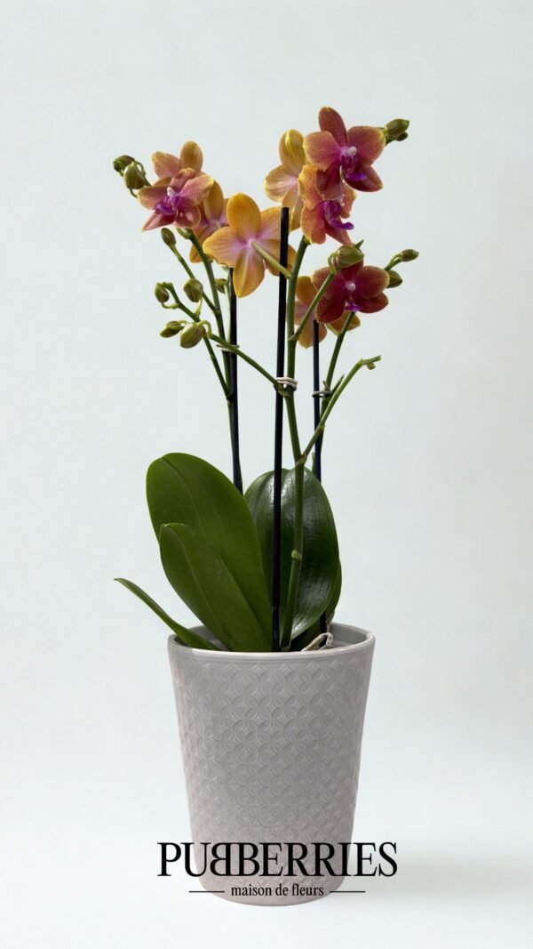 narancs orchidea